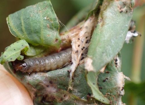 Lathronympha strigana